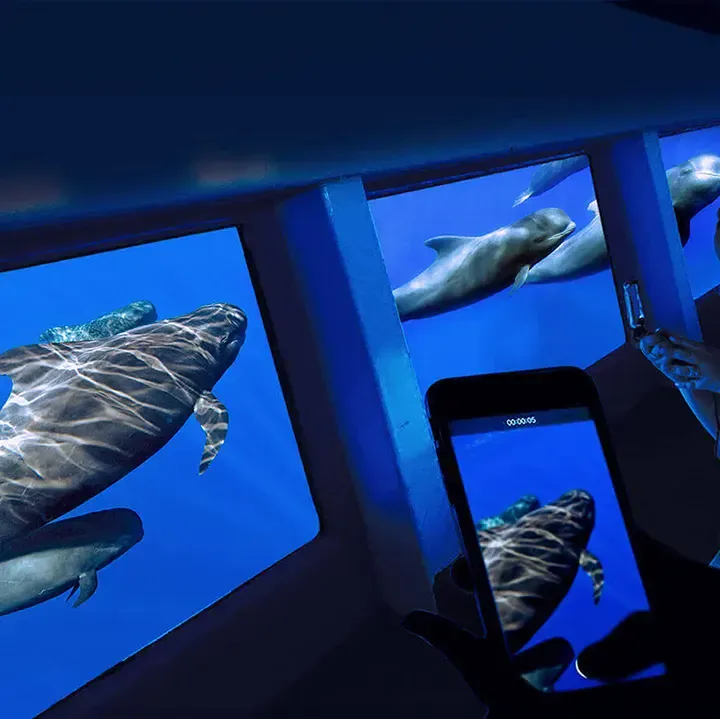 Royal Delfin Тенеріфе, спостереження за китами та дельфінами