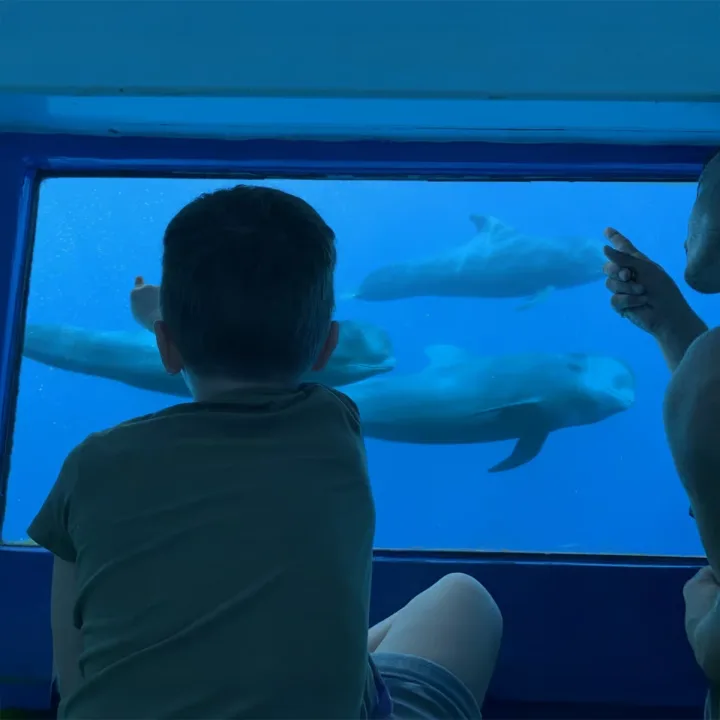Royal Delfin Тенеріфе, спостереження за китами та дельфінами