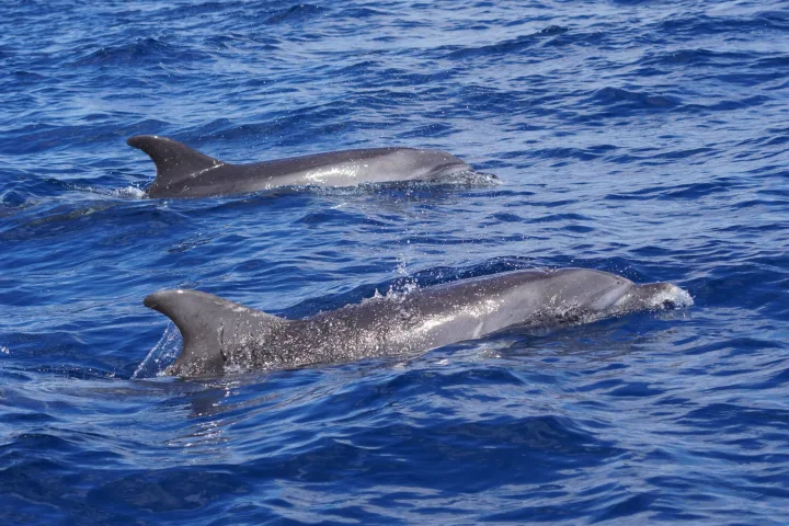 Privati delfinų kelionė, iki 8, Gran Canaria