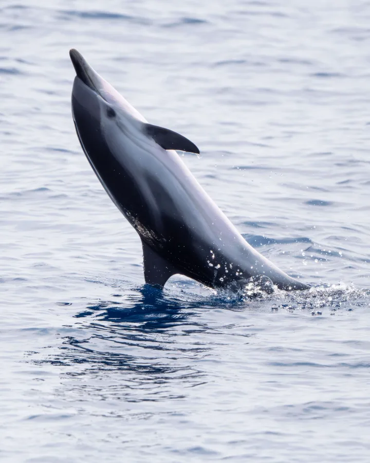 Privati delfinų kelionė, iki 8, Gran Canaria