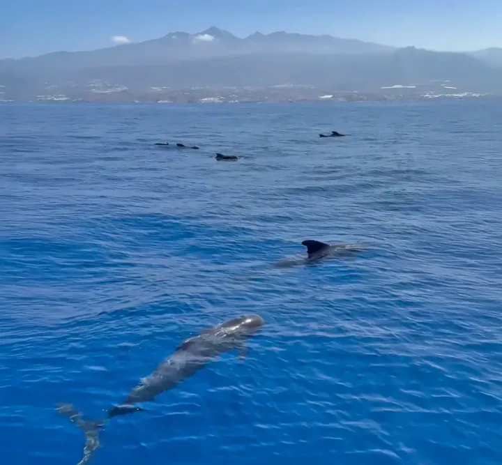 Kalima Kat Catamaran Tenerife