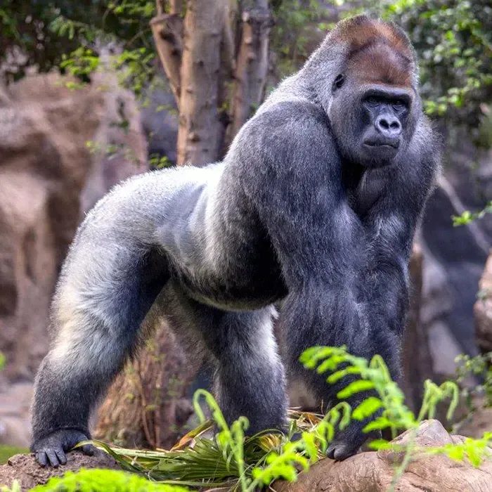 Loro Parque Billetter, Inngangsbillett uten kø