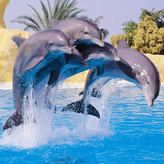 Loro Parque Billetter, Inngangsbillett uten kø