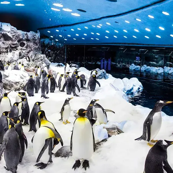 Loro Parque Billetter, Inngangsbillett uten kø