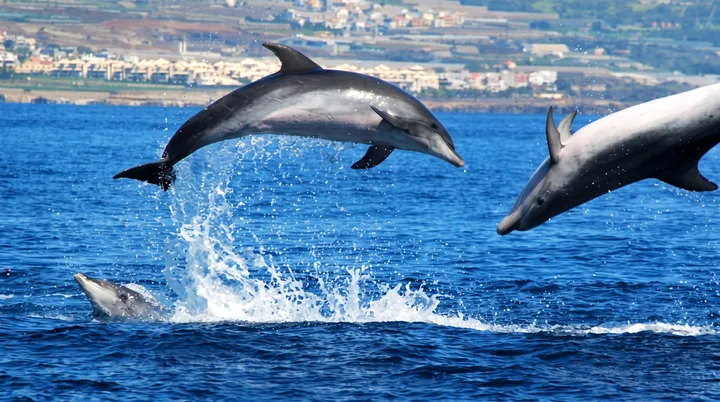 Masca Express Tenerife, Whale and Dolphin Watching