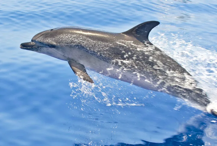 Masca Express Tenerife, Whale and Dolphin Watching