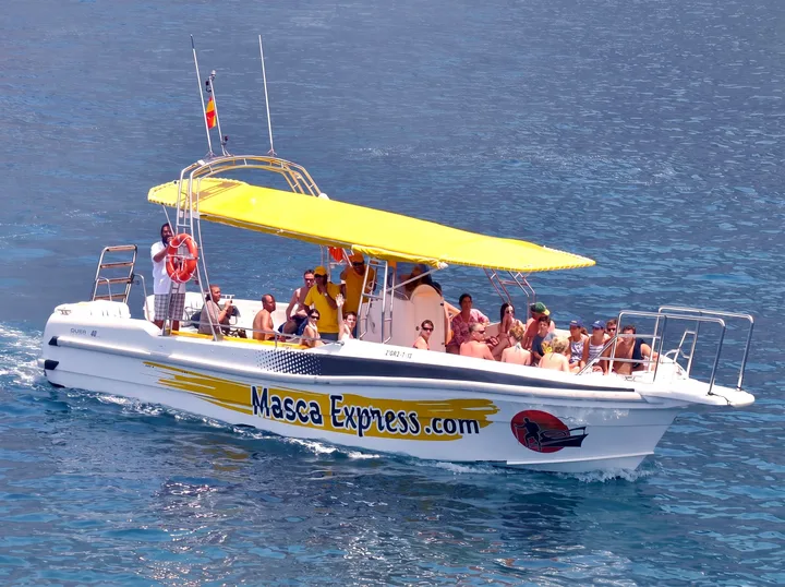 Masca Express Tenerife, Whale and Dolphin Watching