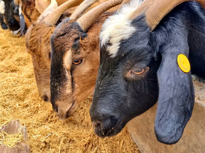 Montesdeoca Cheese Farm Tenerife