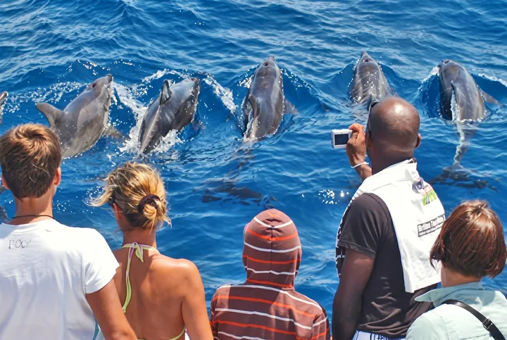 Spirit of the Sea Gran Canaria, Hval- og Delfinsafari