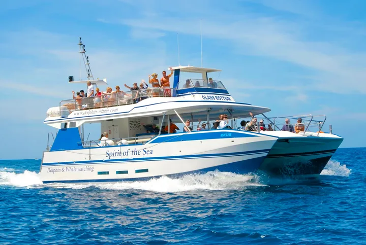 Spirit of the Sea Gran Canaria, Hval- og Delfinsafari