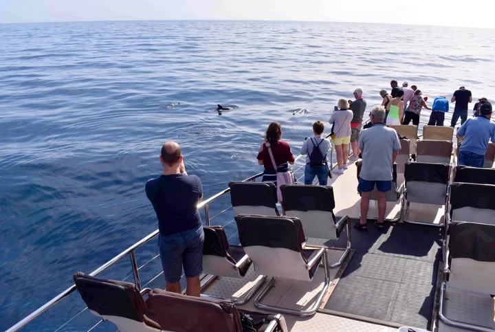 Observation des Dauphins, Gran Canaria