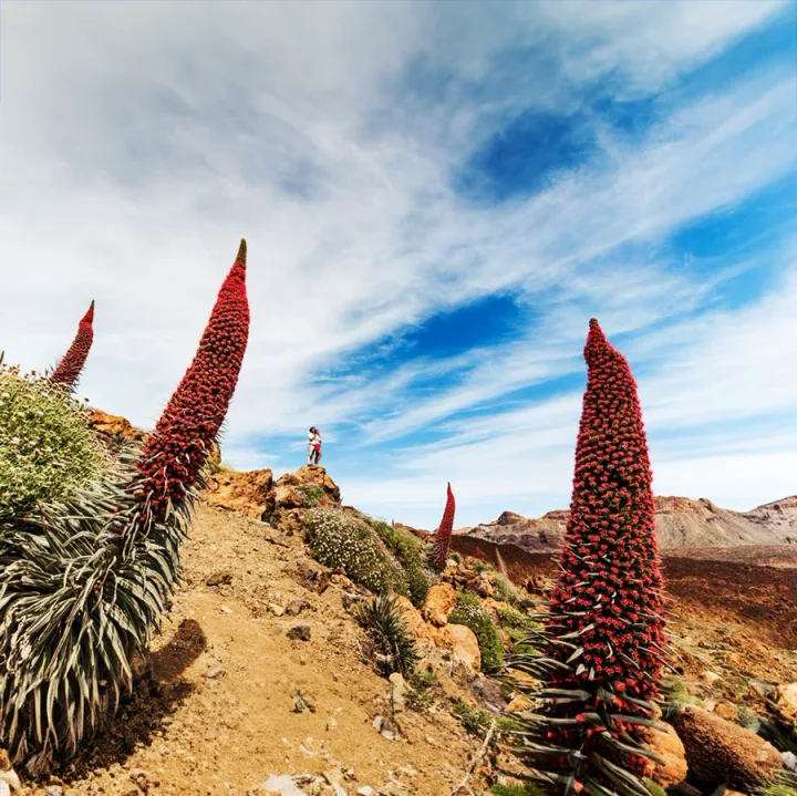 Teide Begeleide Bustour Tenerife, Halve Dag vanuit het Zuiden
