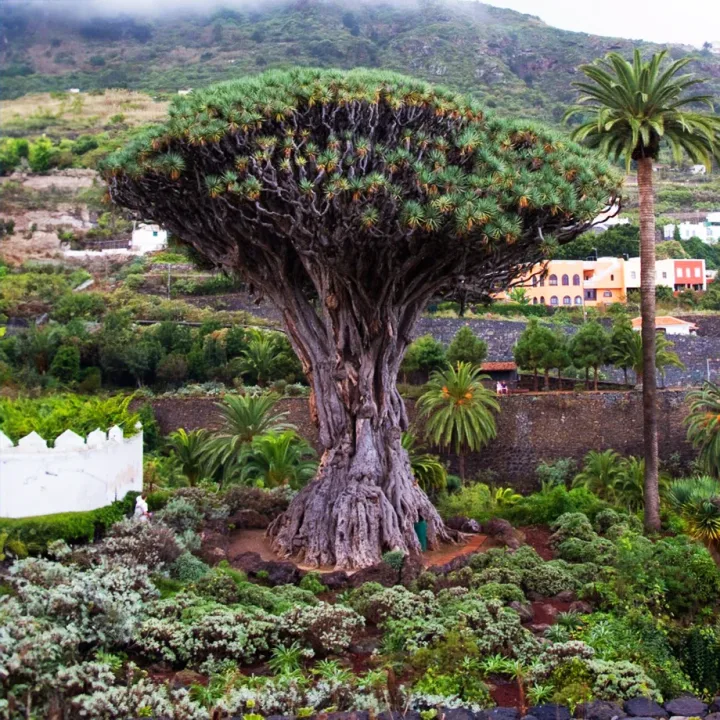 Teide ir Masca autobusu, Tenerifė, Icod, Garachico ir šiaurė