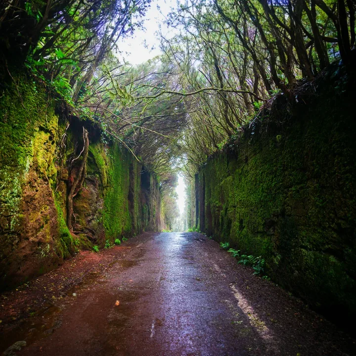 Nordtenerife Bustur, Santa Cruz, Taganana & La Laguna