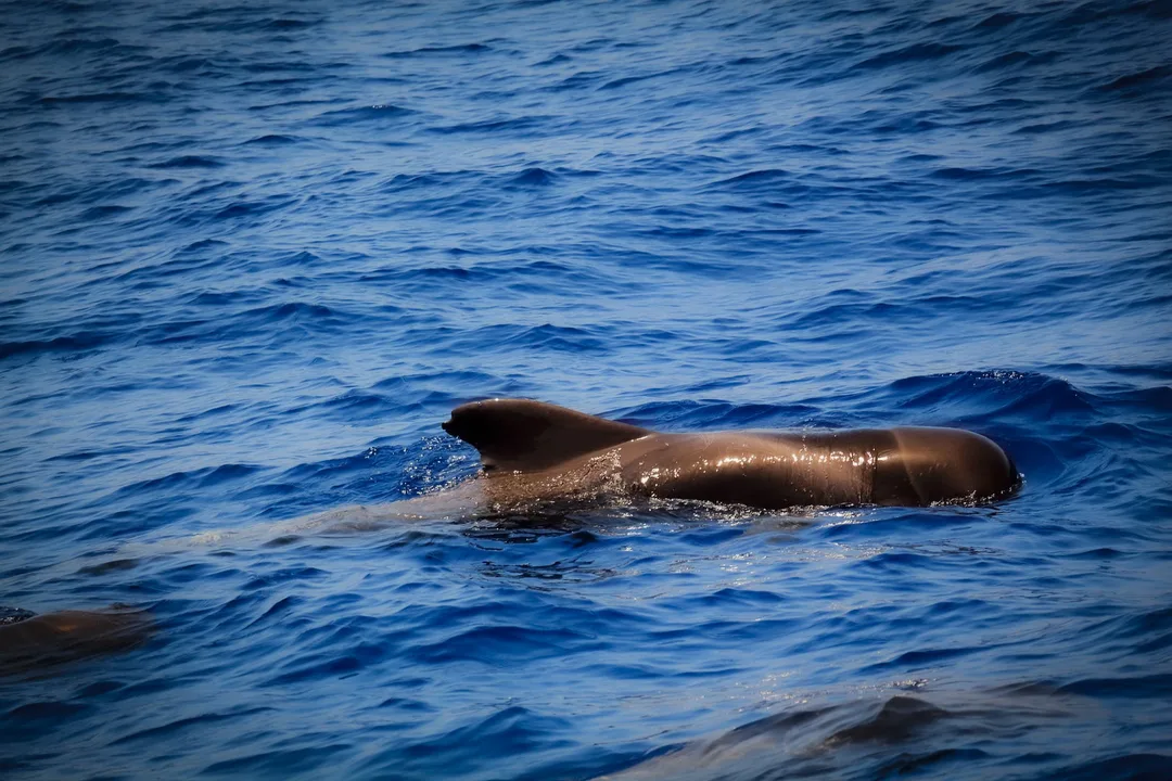 Pozorování velryb na Tenerife: nejlepší místa a tipy