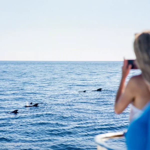 Royal Delfin: Whales and Dolphin Sighting Tenerife