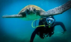 Diving in Tenerife: Exploring the Fascinating Underwater World