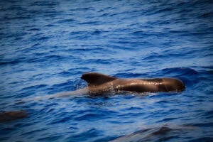 Diving in Tenerife: Exploring the Fascinating Underwater World