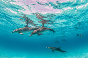 Dauphins à Ténérife