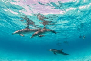 Dolphins in Tenerife