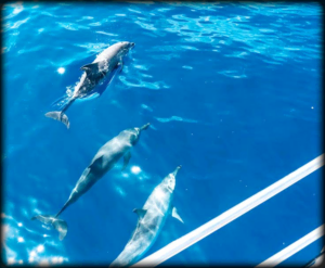 Dolphins in Tenerife