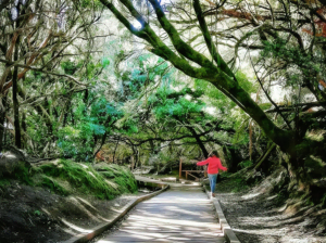 The Path of the Senses of Anaga in Tenerife