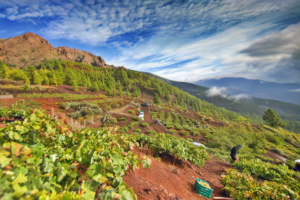 Valle de Güímar, een schilderachtige vallei met wijngaarden op Tenerife.