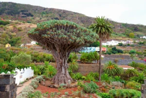 The Millennium Dragon Tree