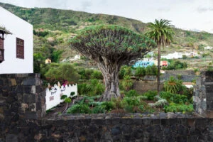 The Millennium Dragon Tree