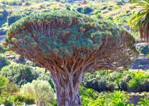 Arborele Drago Icod de los Vinos Tenerife