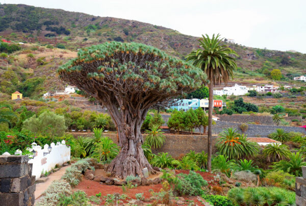 Тысячелетнее дерево дракона в Икод-де-лос-Винос: Откройте для себя легенду