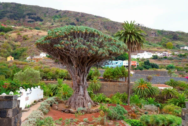 The Millennium Dragon Tree of Icod de los Vinos: Discover the Legend