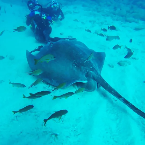 Plongée sous-marine à Ténérife