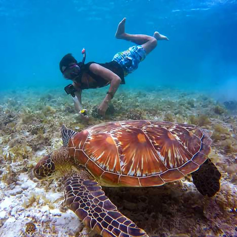 Snorkeling z żółwiami na Teneryfie