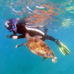 Snorkling med skildpadder Tenerife dykning i tenerife syd snorkeludflugter dykning tenerife syd snorkling i tenerife syd