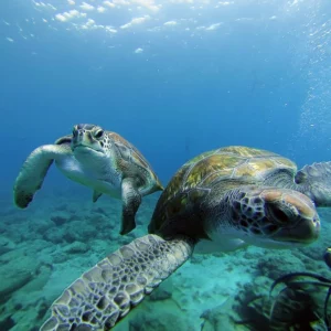 Šnorchlovanie s korytnačkami Tenerife vodné športy tenerife