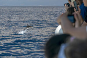 Vaalade vaatamine Tenerifel, Vaalade ja delfiinide vaatamise paadituurid, delfiinide vaatamine, delfiinide vaatamine
