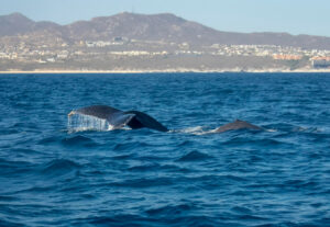 Pozorovanie veľrýb na Tenerife, Výlety loďou za veľrybami a delfínmi, Pozorovanie delfínov
