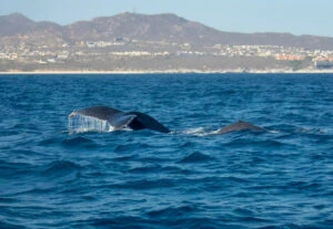 Whale Watching in Tenerife, Whale and Dolphin Watching Boat Tours, Dolphin Watching