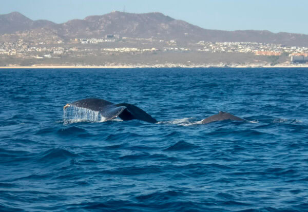 Příroda a dobrodružství: Pěší turistika na Teide a pozorování velryb na Tenerife