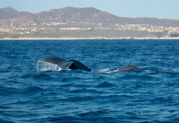 Nature and Adventure: Hiking Teide and Eco Whale Watching in Tenerife