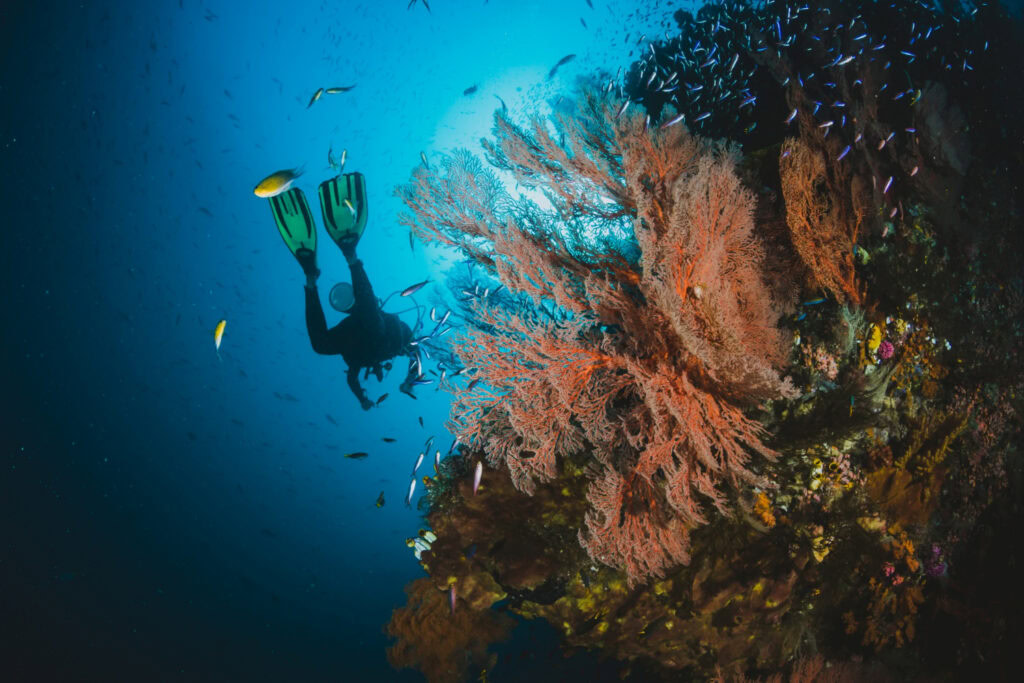 Tutustu syvyyksiin: Scuba Diving & Snorkeling Teneriffalla!