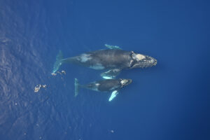 Pozorování velryb na Tenerife, Výlety lodí za velrybami a delfíny, Pozorování delfínů