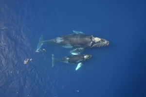 Whale Watching in Tenerife, Whale and Dolphin Watching Boat Tours, Dolphin Watching