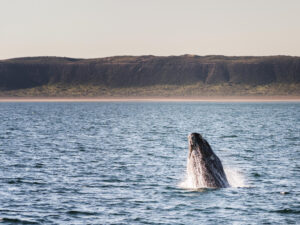 Whale Watching auf Teneriffa, Wal- und Delfinbeobachtungstouren, Delfinbeobachtung