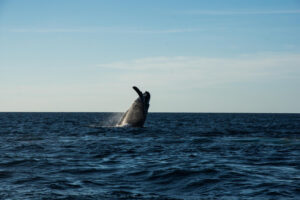 excursion en catamaran à tenerife observation des baleines à tenerife excursion en bateau privé à tenerife