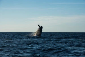 catamaran trip tenerife whale watching in tenerife private boat trip in tenerife