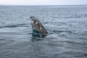 randonnee teide tenerife eco observation des baleines a tenerife teide tenerife randonnee