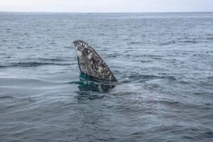 hiking teide tenerife eco whale watching in tenerife teide tenerife hiking