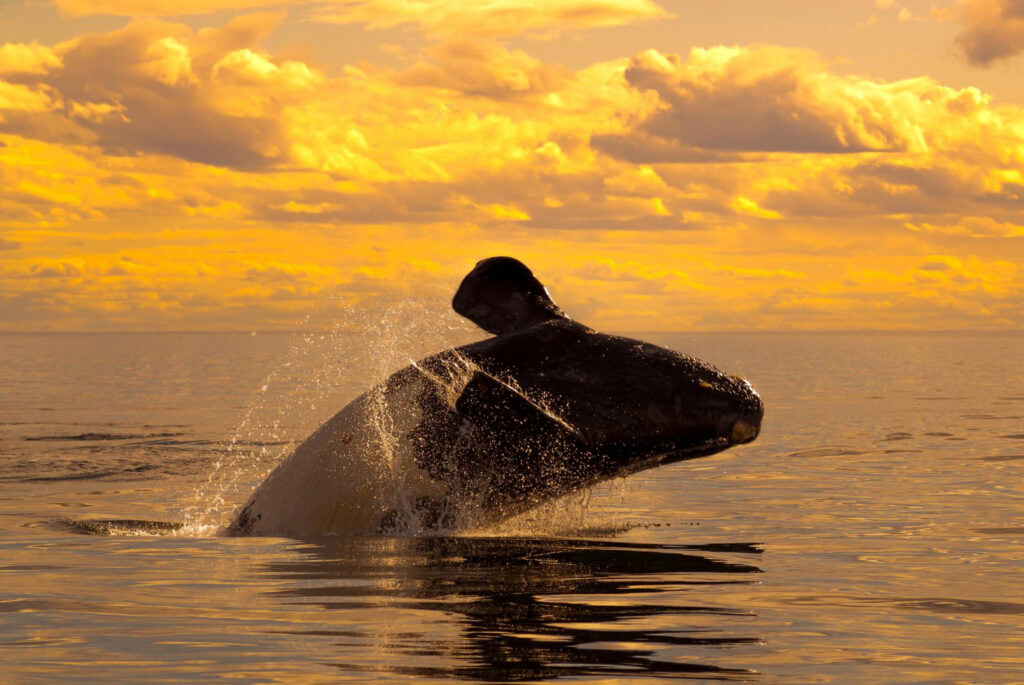 Pozorování velryb na Tenerife: Nejlepší místa a tipy
